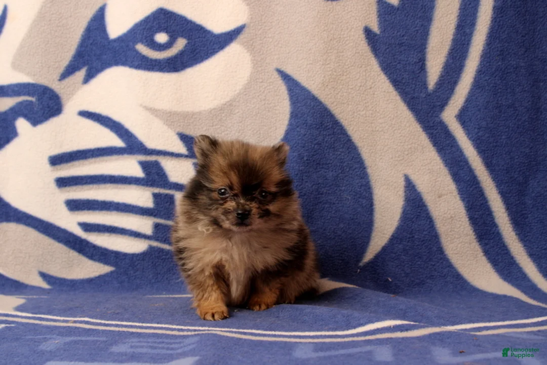 Pomeranian dogs for sale: Gary - Ad 4