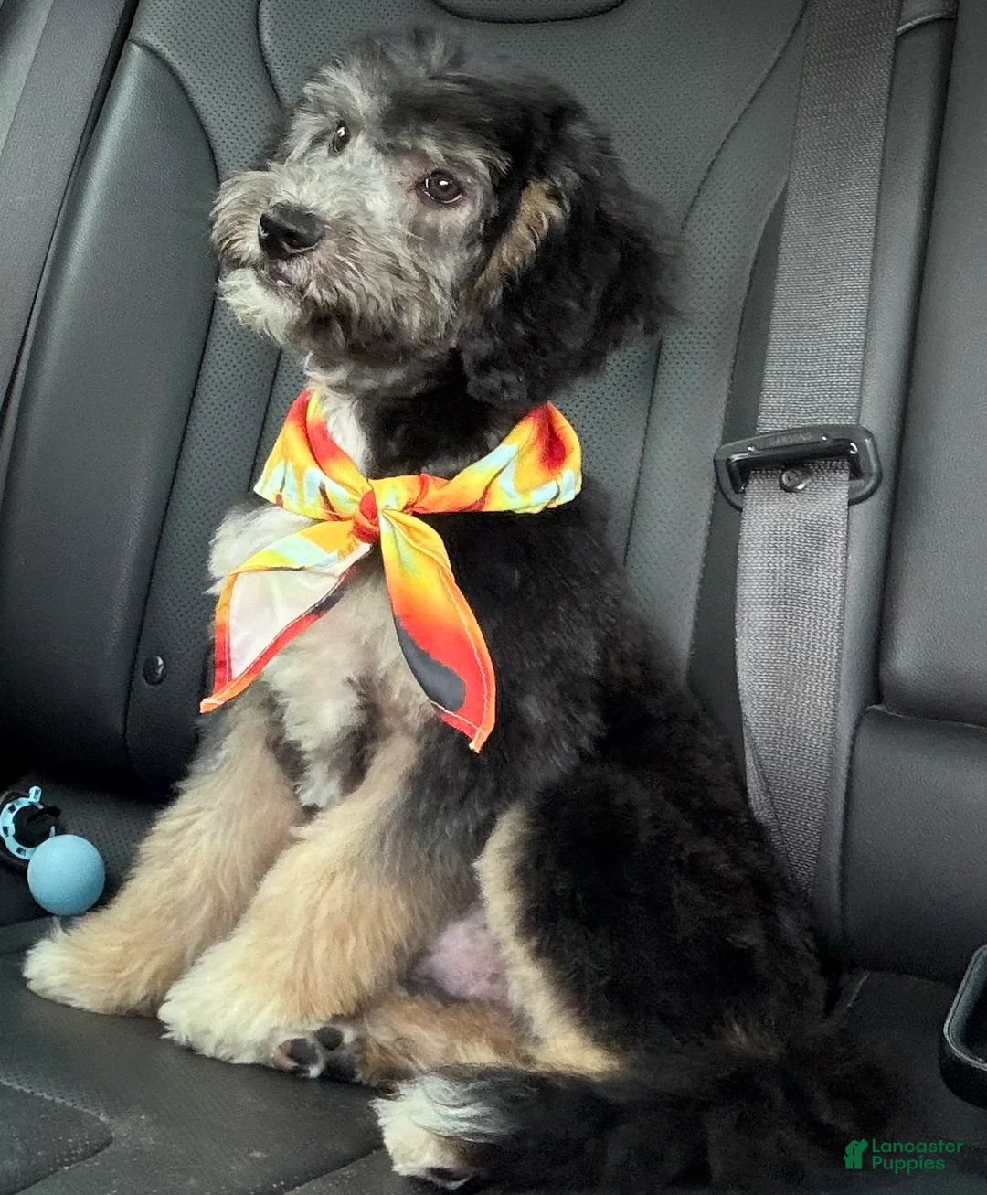 Mini Aussiedoodle dogs for sale: Perseus  - Ad 1