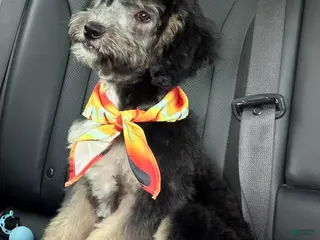 Mini Aussiedoodle dogs Perseus - Ad 8