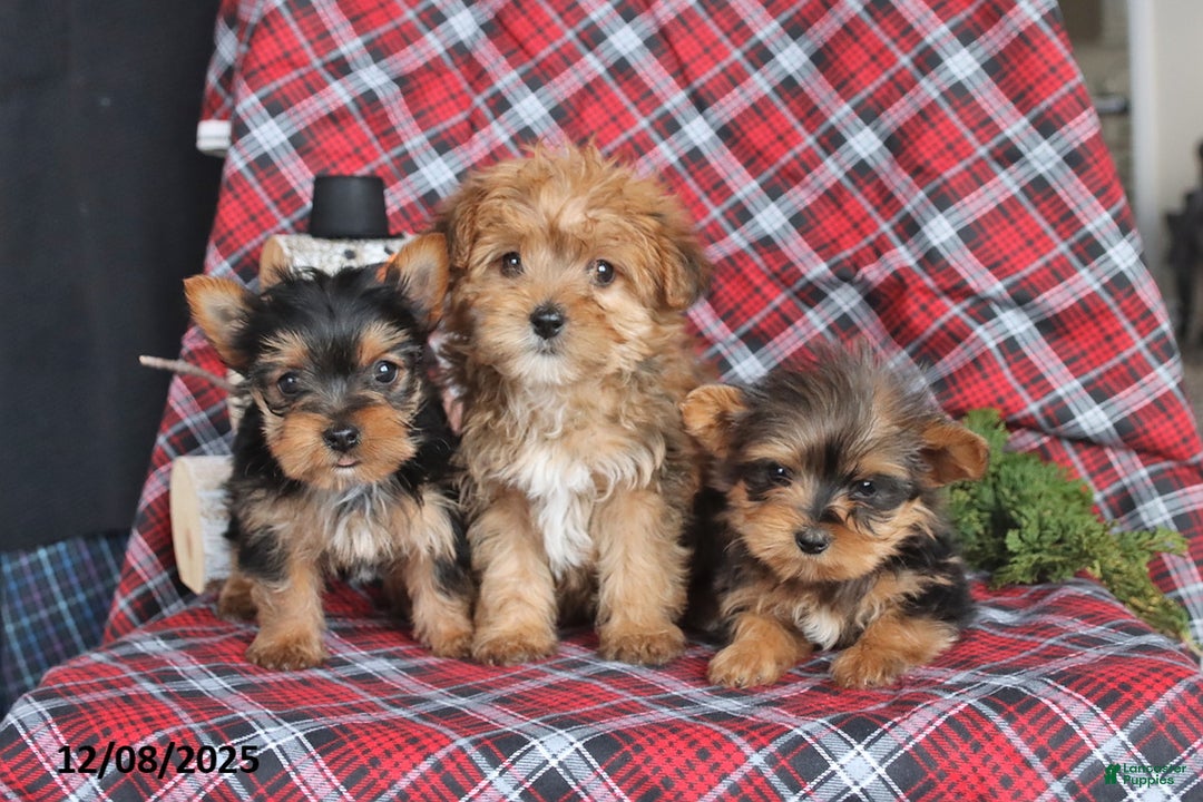 Yorkiepoo dogs for sale: Twinkle - Ad 5