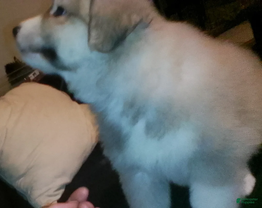 Mixed Breed dogs for sale: Rolly Polly Boy - Ad 20