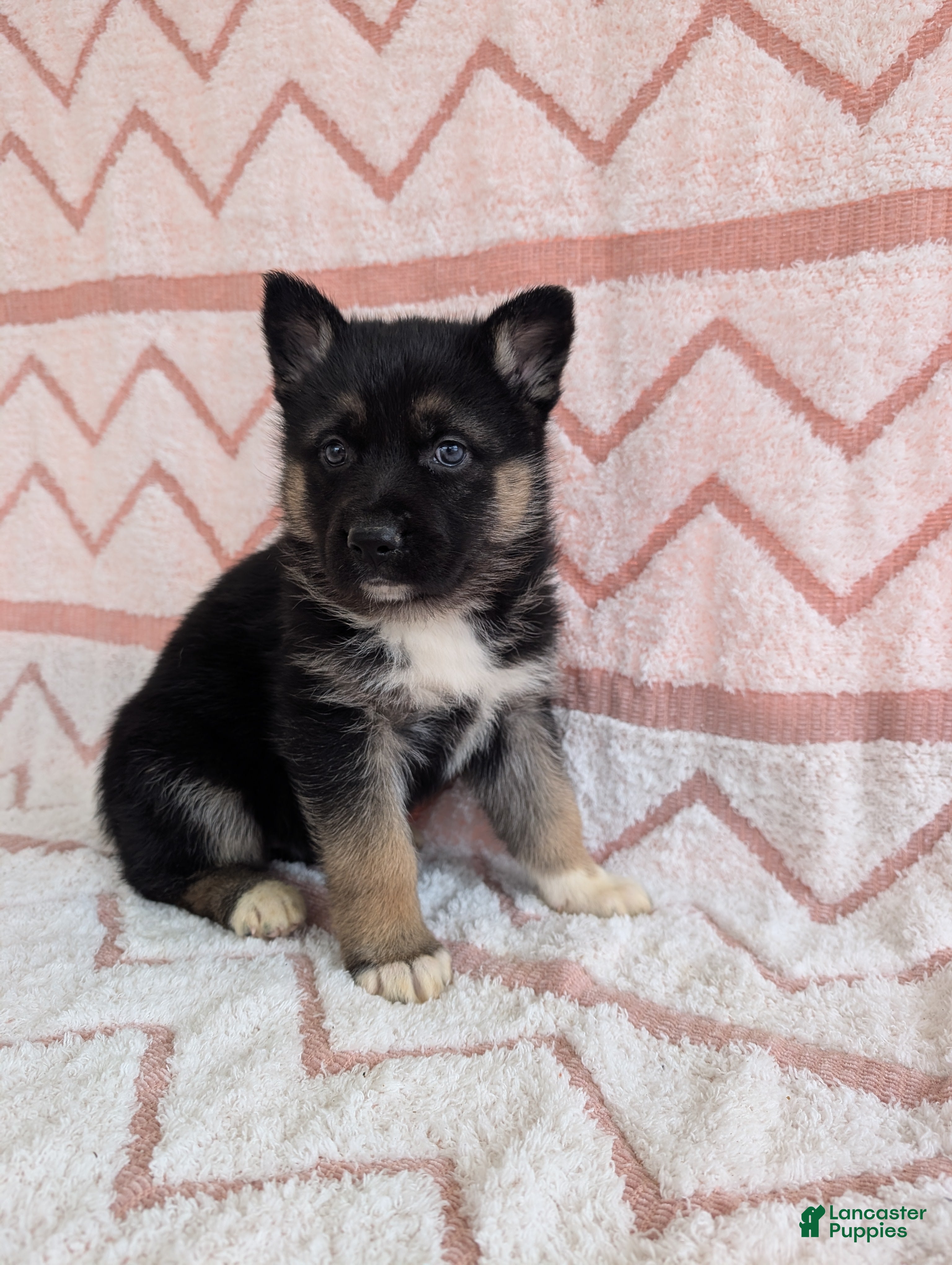 Gerberian Shepsky dogs Belle - Ad 1