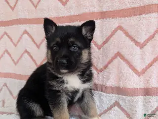 Gerberian Shepsky dogs for sale: Belle - Ad 1