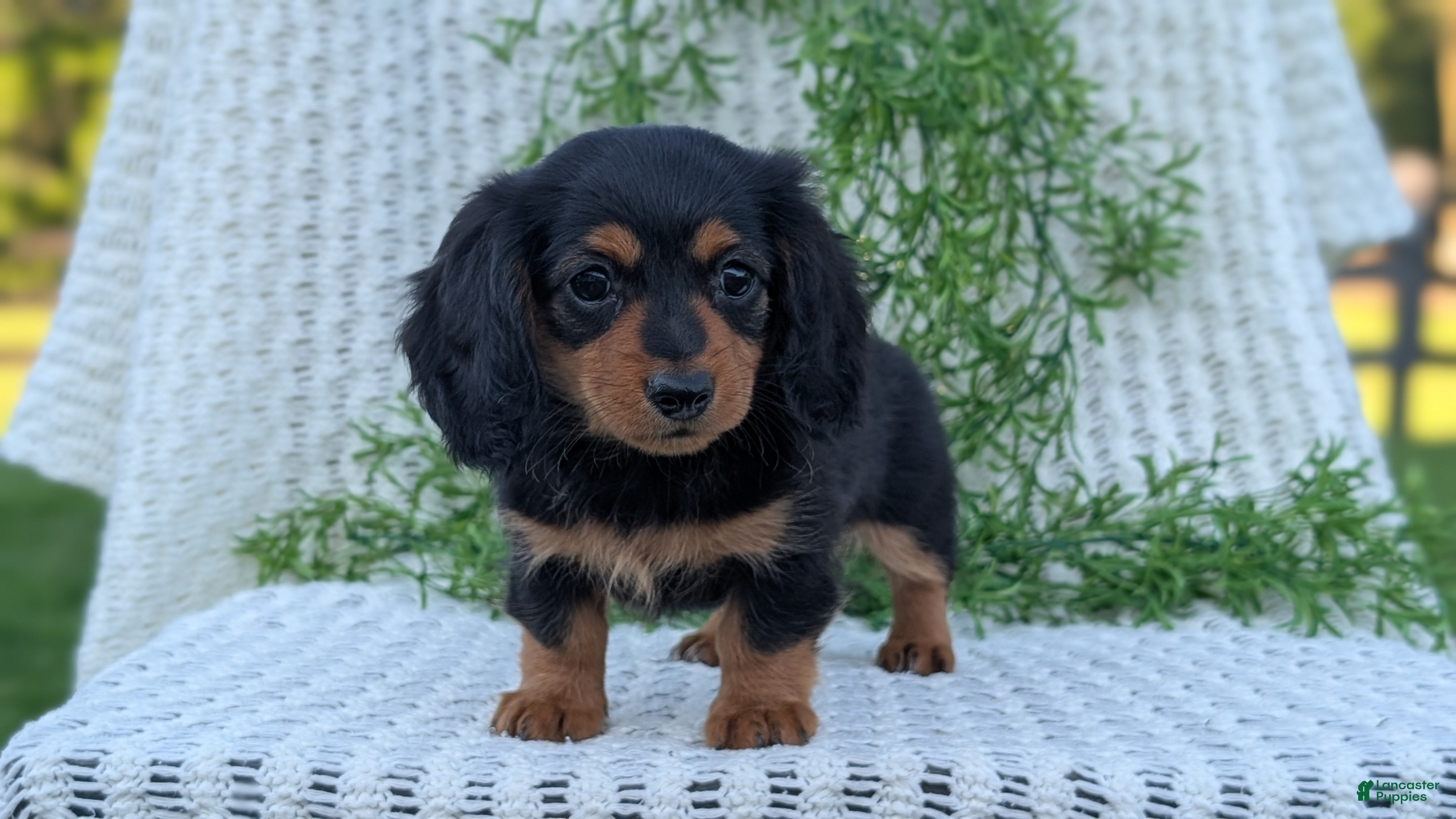 Miniature Dachshund dogs Roxy - Ad 2