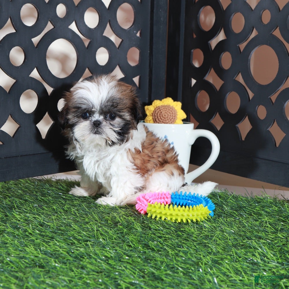 Shih Tzu dogs Allie Sweet Imperial Shihtzu  - Ad 1