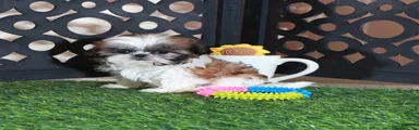 Allie Sweet Imperial Shihtzu 