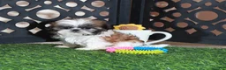 Shih Tzu dogs for sale: Allie Sweet Imperial Shihtzu  - Ad 1