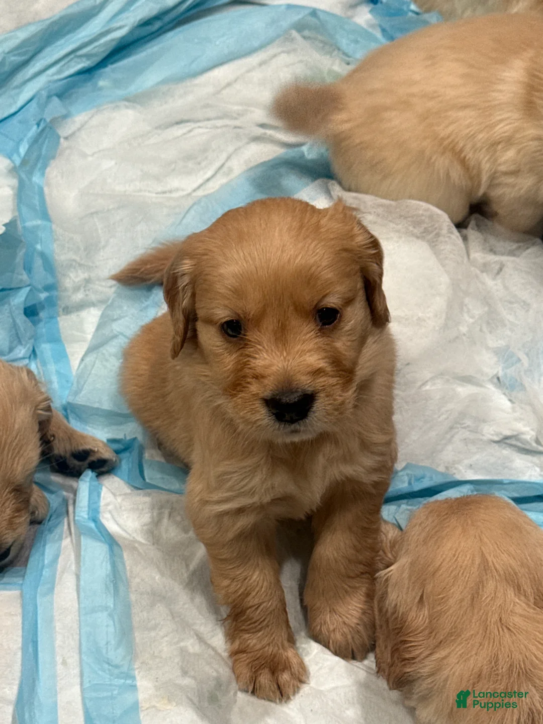 Golden Retriever dogs for sale: Golden Retriever Puppy 8 - Ad 1