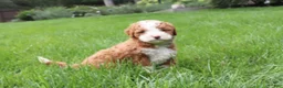 Bernedoodle dogs for sale: Lexi - Ad 2