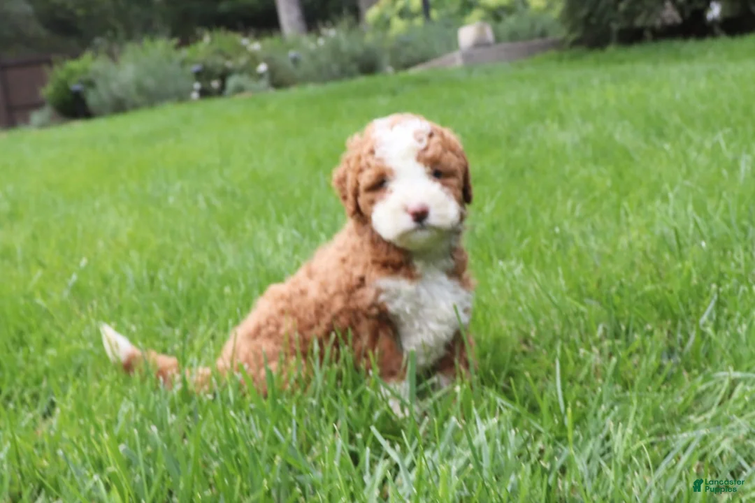 Bernedoodle dogs for sale: Lexi - Ad 2