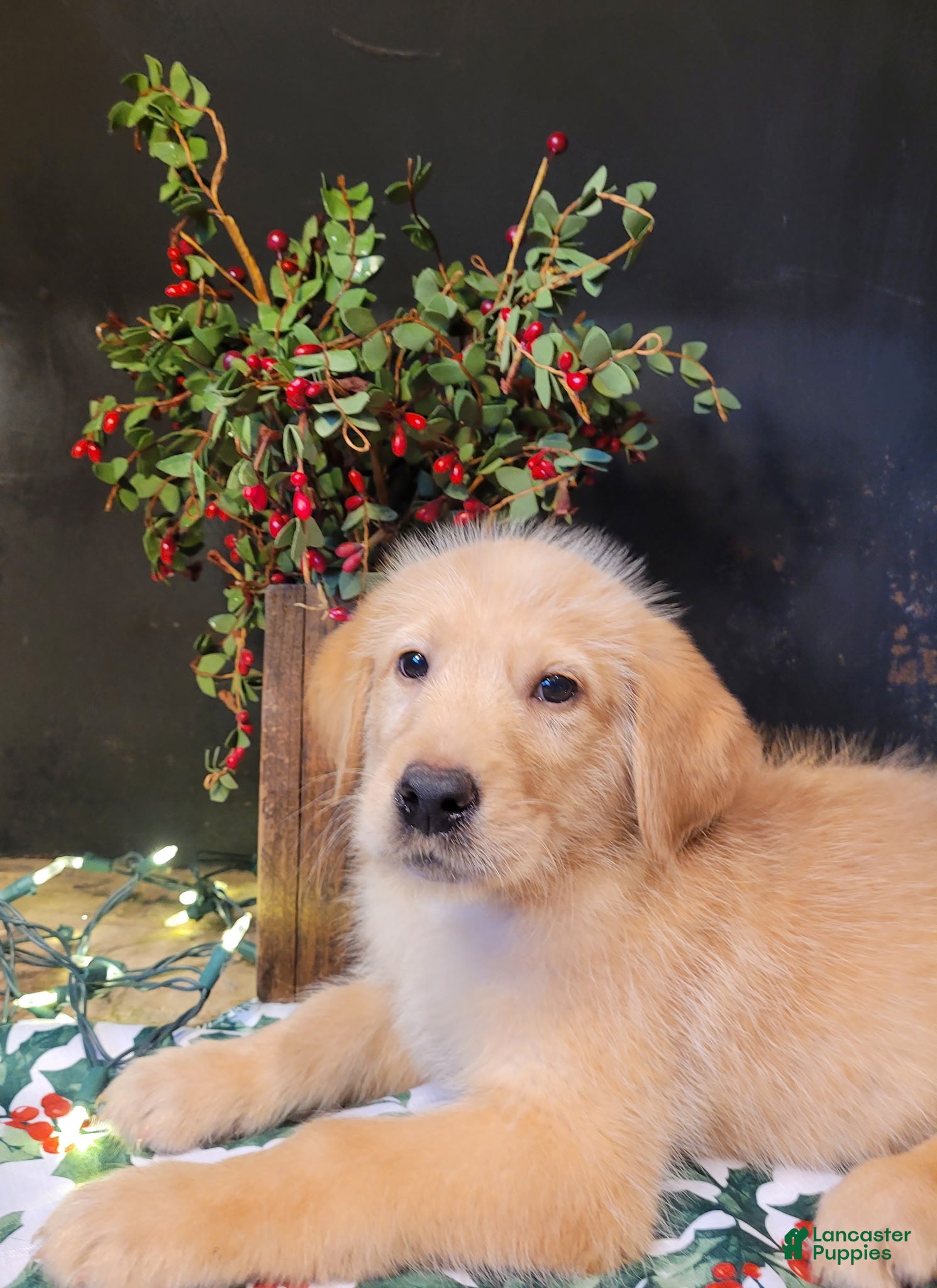 Labradoodle dogs Labradoodle Puppy 3 - Ad 9