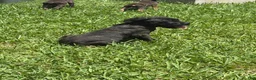 Cane Corso dogs for sale: Cane Corso Puppy 1 - Ad 3