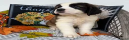 Saint Bernard dogs for sale: Princess - Ad 3