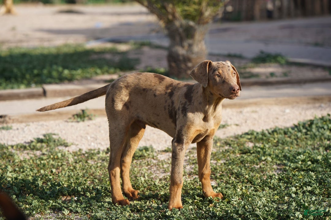 Mixed Breed dogs for sale: Lilac Fawn Merle M1 RT - Ad 21