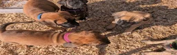 English Mastiff dogs for sale: Sassy (Hot Pink) - Ad 11