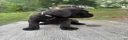 Cane Corso dogs for sale: Gray collar - Ad 5