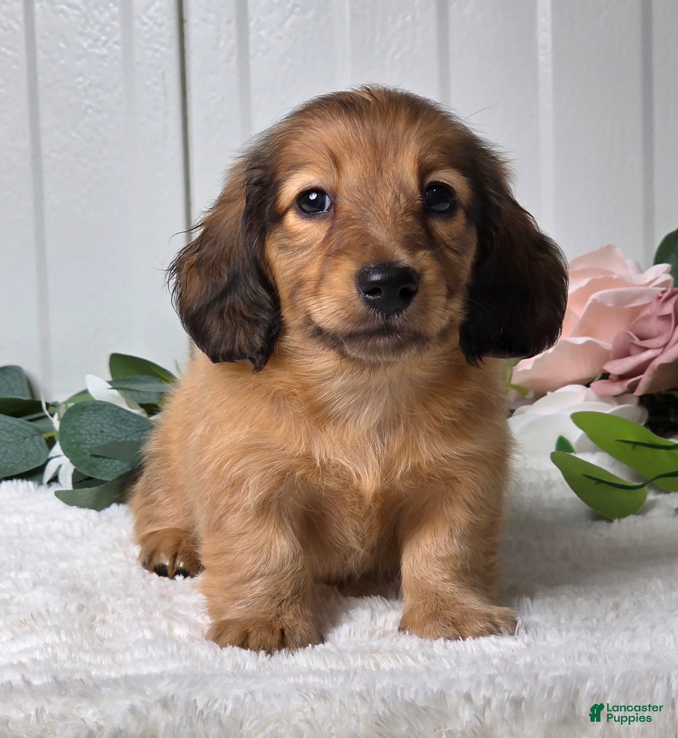 Miniature Dachshund dogs for sale: Marla - Ad 4