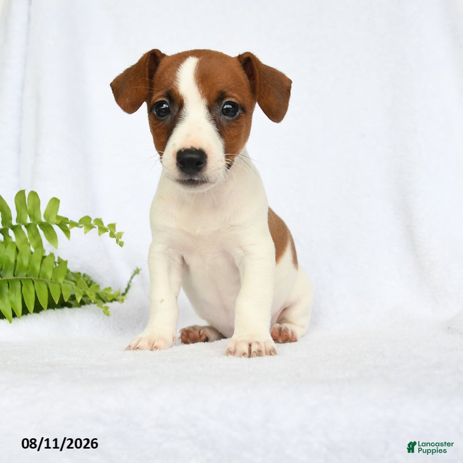Jack Russell Terrier dogs Hoover - Ad 1
