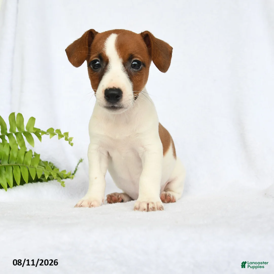 Jack Russell Terrier dogs for sale: Hoover - Ad 1