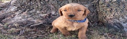Mixed Breed dogs for sale: Mr. Blue - Ad 1