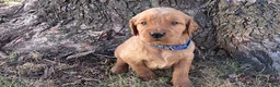 Mixed Breed dogs for sale: Mr. Blue - Ad 1
