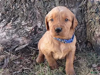 Mixed Breed dogs Mr. Blue - Ad 6