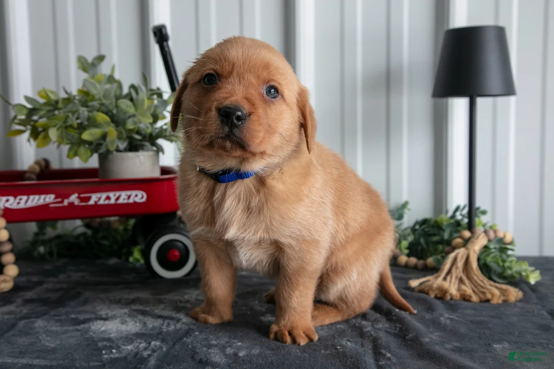 Goldador dogs for sale: Tucker - Ad 2