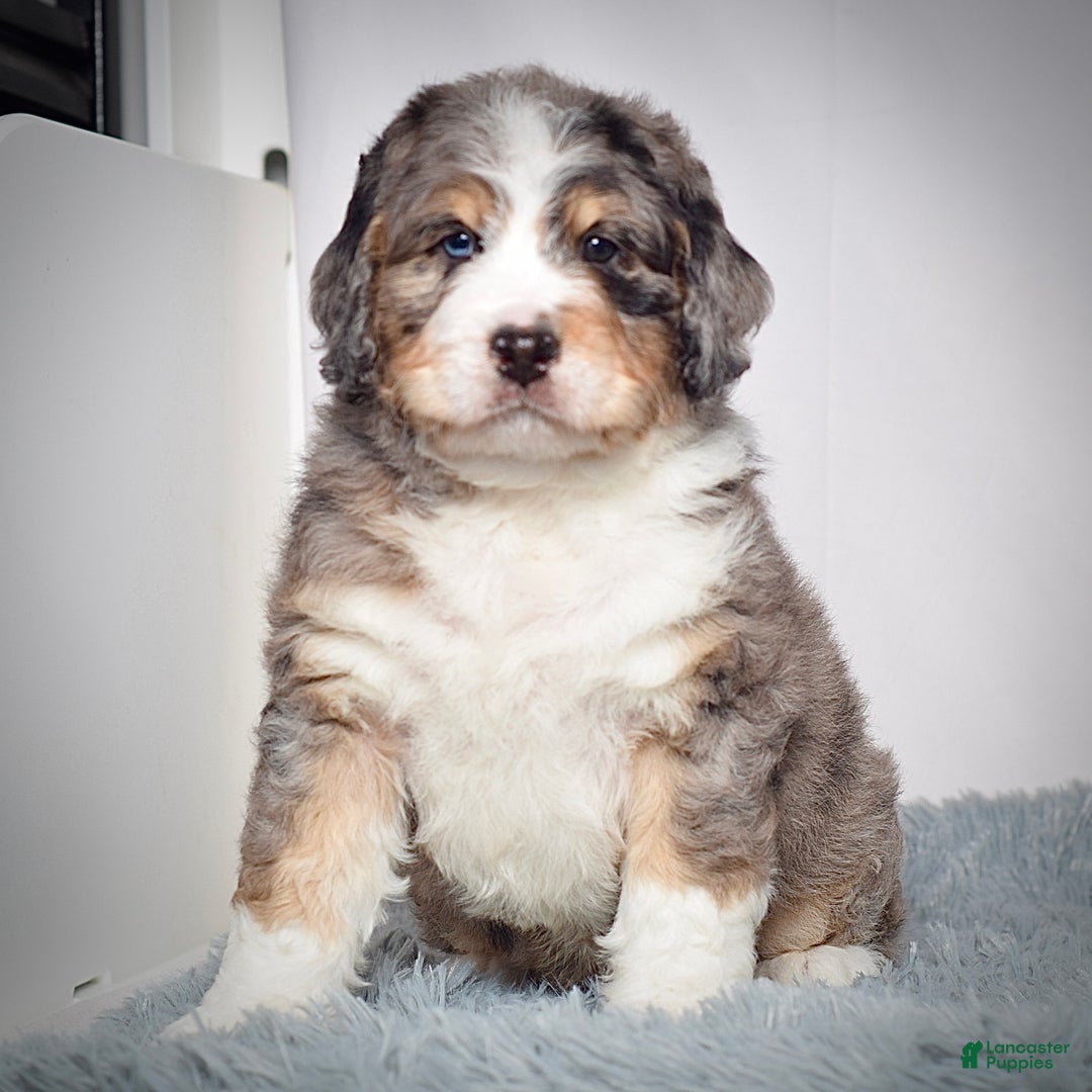 Bernedoodle dogs for sale: Mr. Sammy - Ad 3