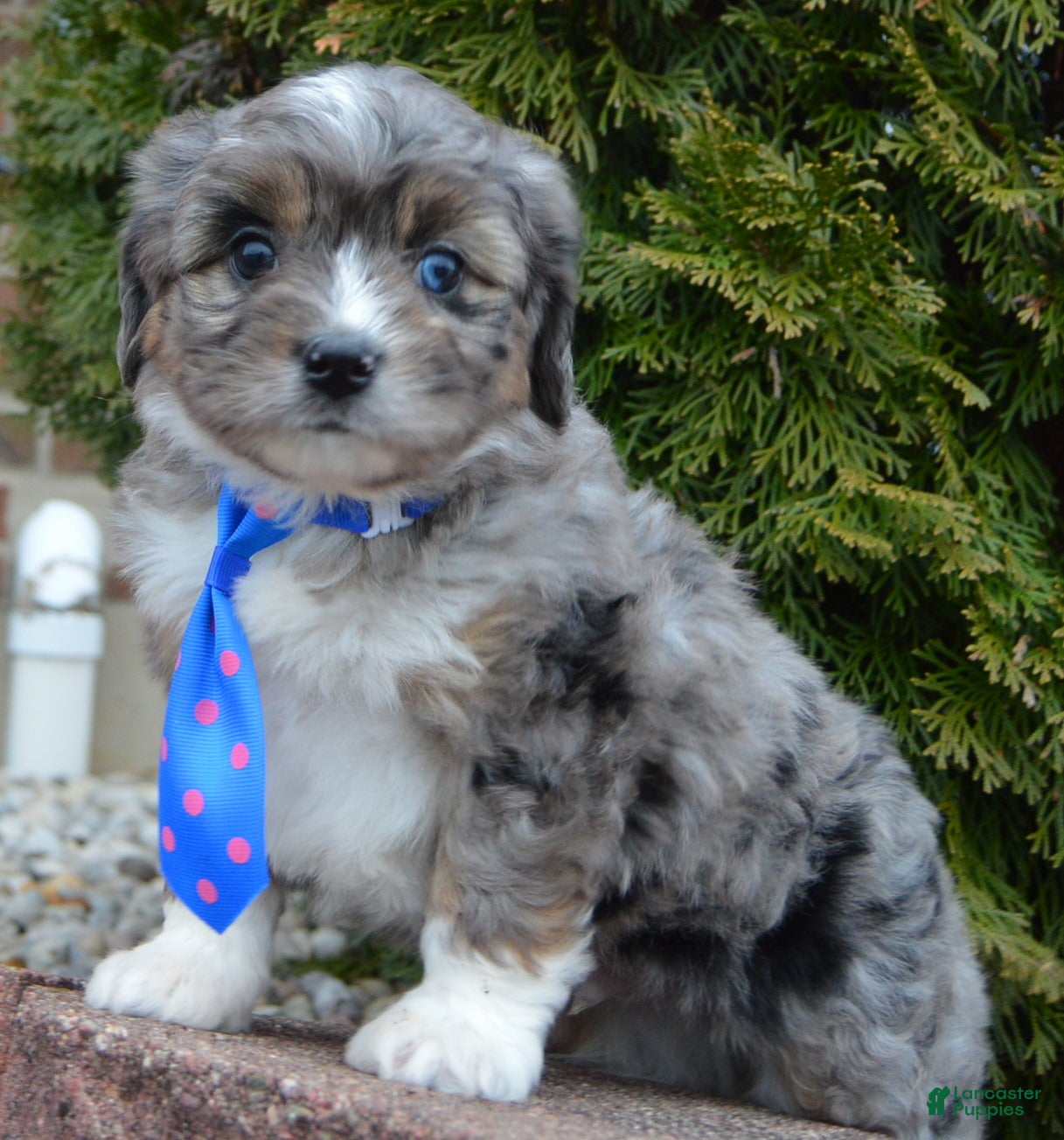 Mini Aussiedoodle dogs Mini Auggie - Ad 35