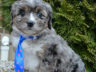 Mini Aussiedoodle dogs Mini Auggie - Ad 35