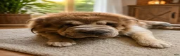 Shar Pei dogs for sale: GIZMO-3 year old male bearcoat sharpei - Ad 4