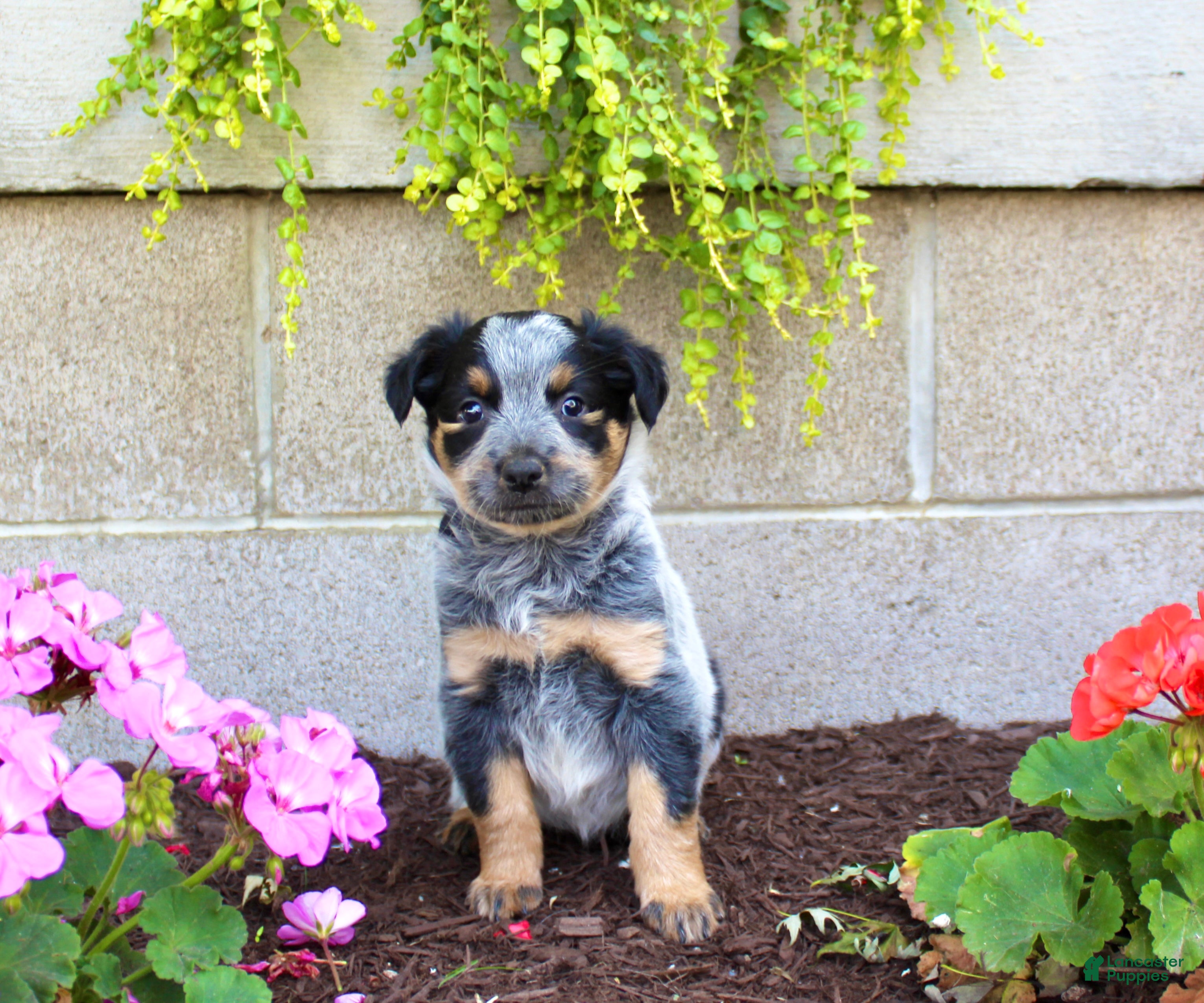 Australian Cattle Dog dogs Bella - Ad 1