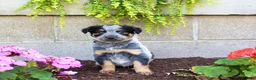Australian Cattle Dog dogs for sale: Bella - Ad 1