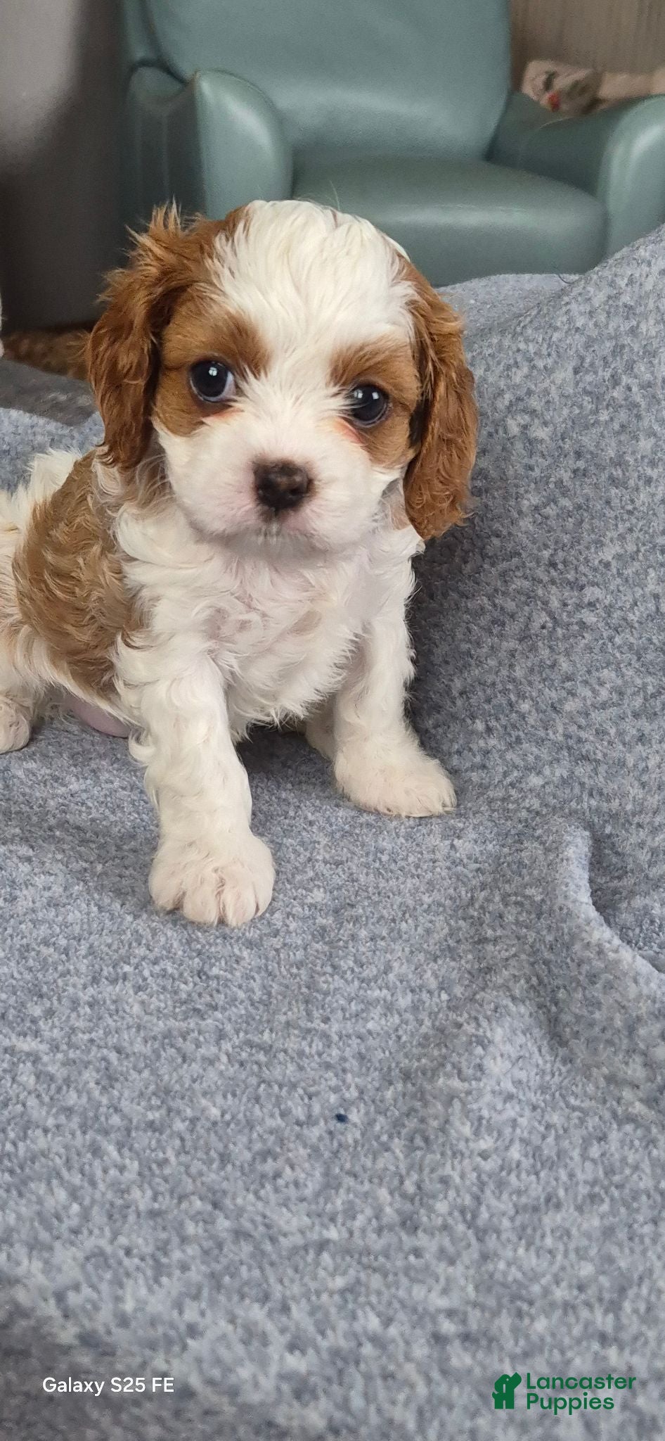 Cavapoo dogs Cavapoo 5 - Ad 2