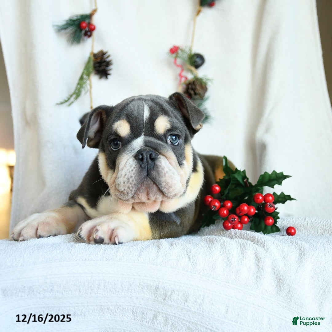 English Bulldog dogs for sale: Jolly - Ad 4