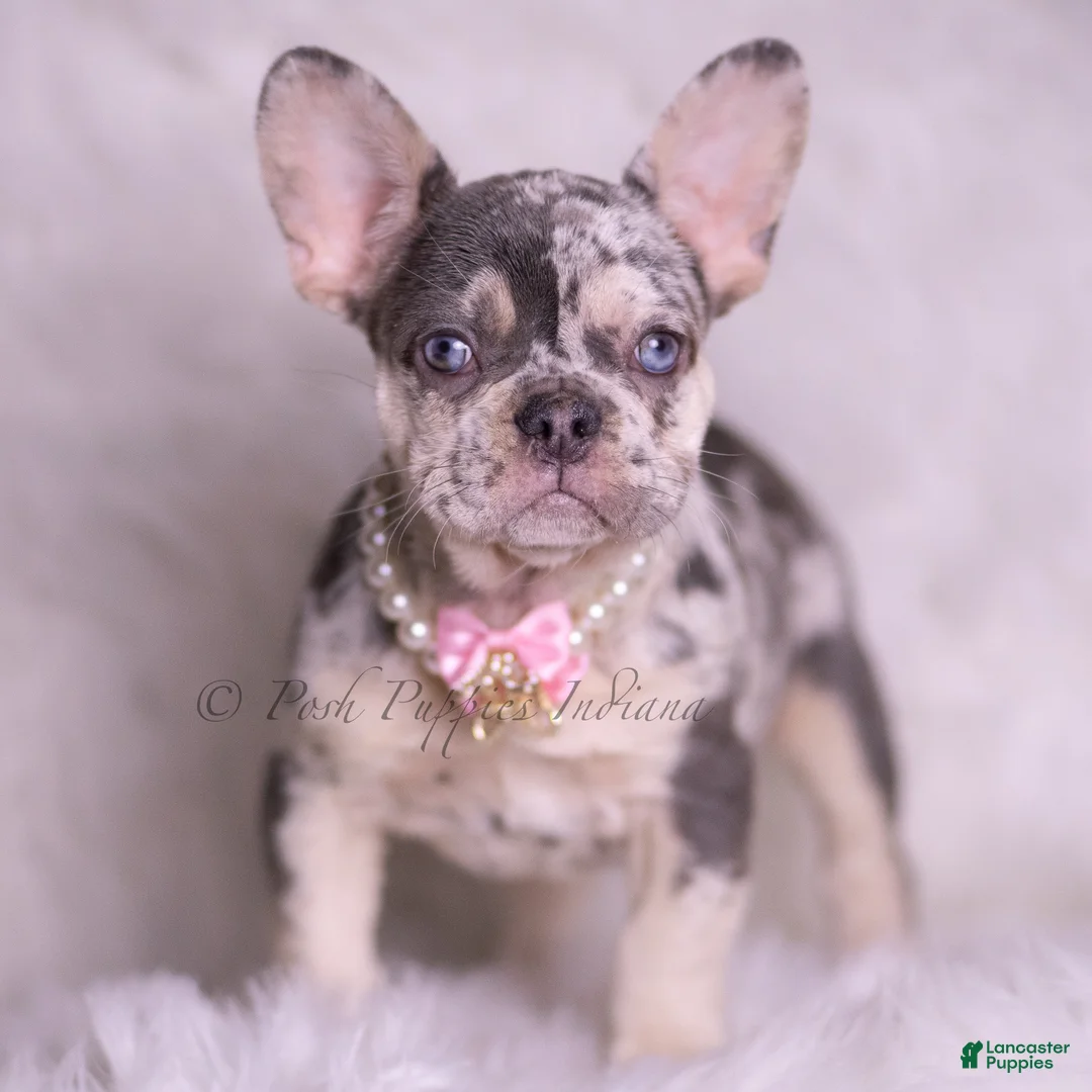French Bulldog dogs for sale: Rain - Ad 1