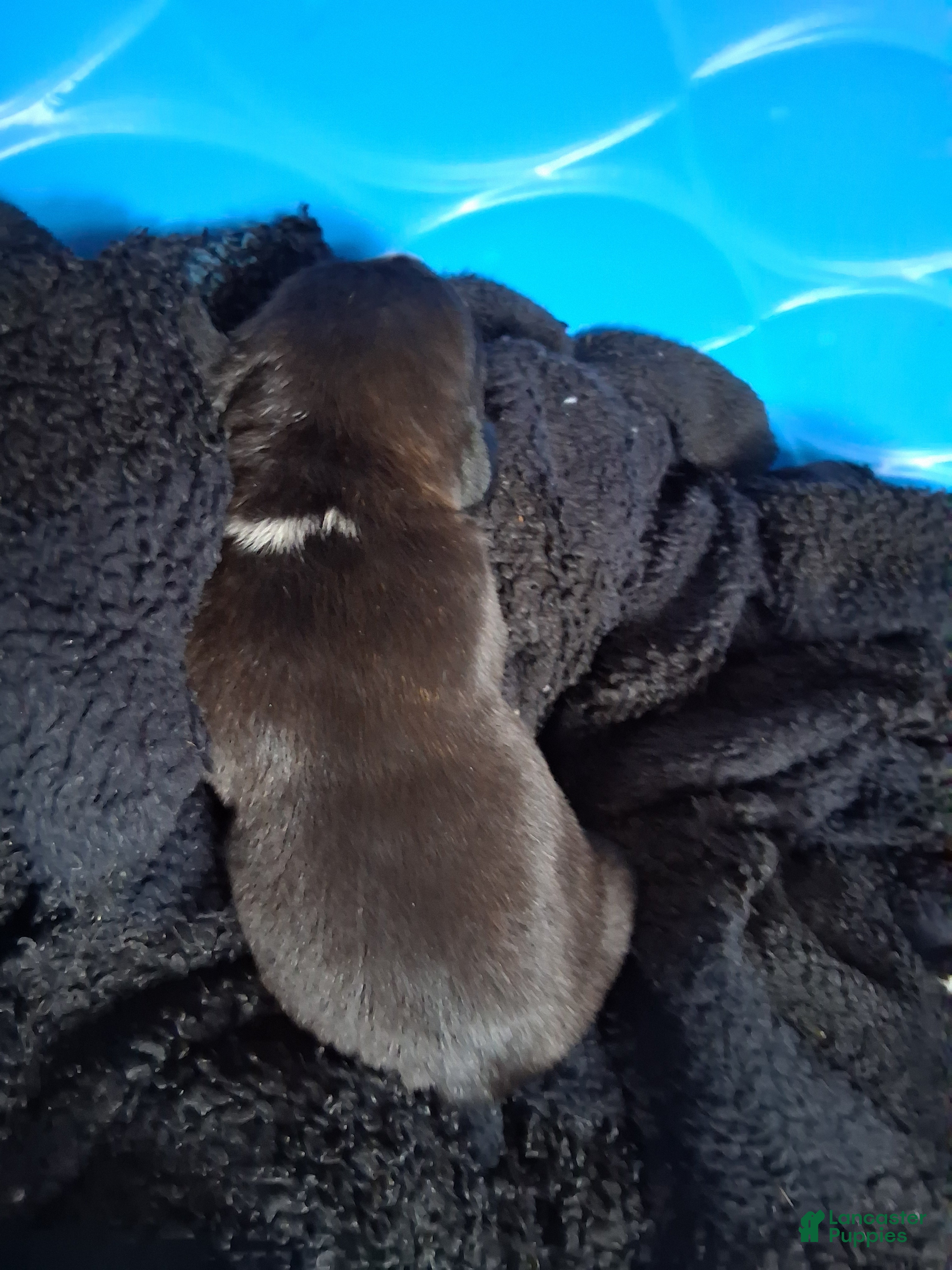 Cane Corso dogs Cane Corso Puppy 11 - Ad 14