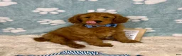 Mini Goldendoodle dogs for sale: Zane - Ad 1