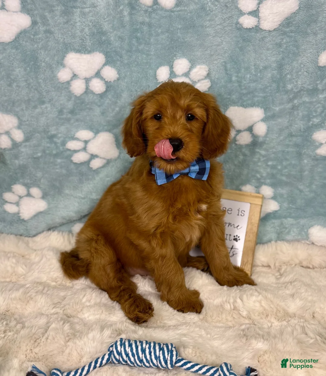 Mini Goldendoodle dogs for sale: Zane - Ad 1