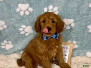 Mini Goldendoodle dogs Zane - Ad 40