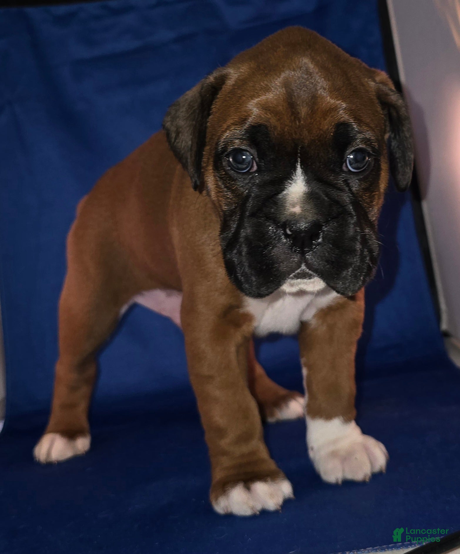 Boxer dogs Max - Ad 12