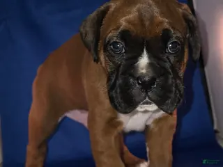 Boxer dogs Max - Ad 12