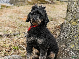 Miniature Poodle dogs Yasmin - Ad 34