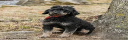 Miniature Poodle dogs for sale: Yasmin - Ad 1