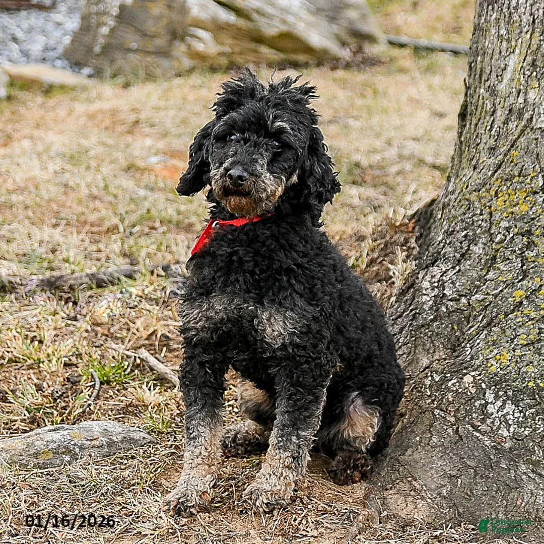 Miniature Poodle dogs for sale: Yasmin - Ad 1