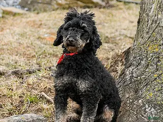 Miniature Poodle dogs Yasmin - Ad 8