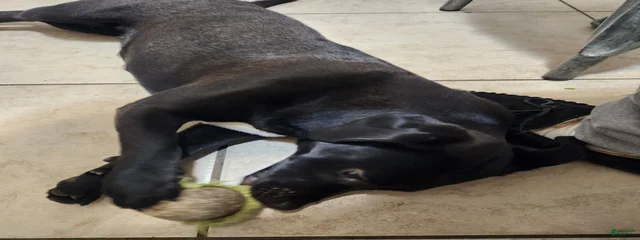 Maliphacent 