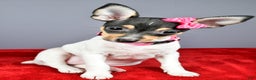 Toy Fox Terrier dogs for sale: Lexi - Ad 12