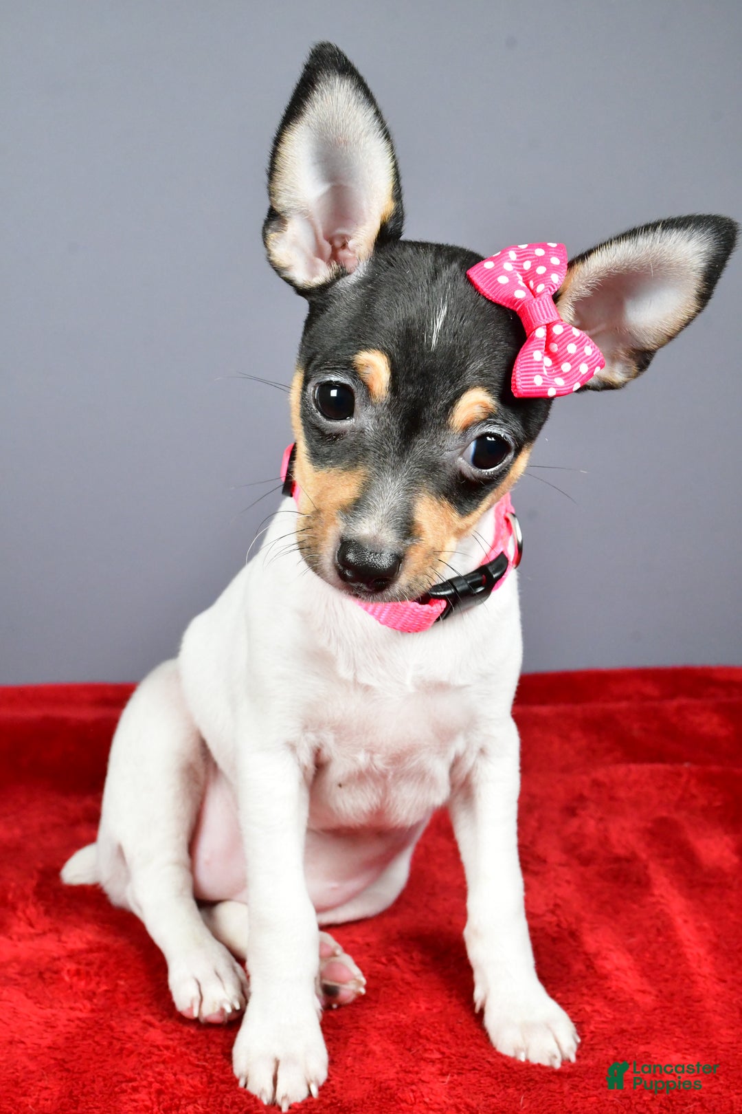 Toy Fox Terrier dogs for sale: Lexi - Ad 12