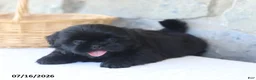 Shih Tzu dogs for sale: Rose - Ad 2